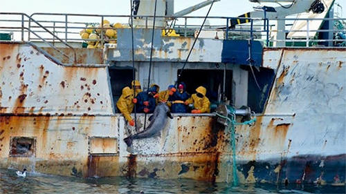 foreignfishingvessels500